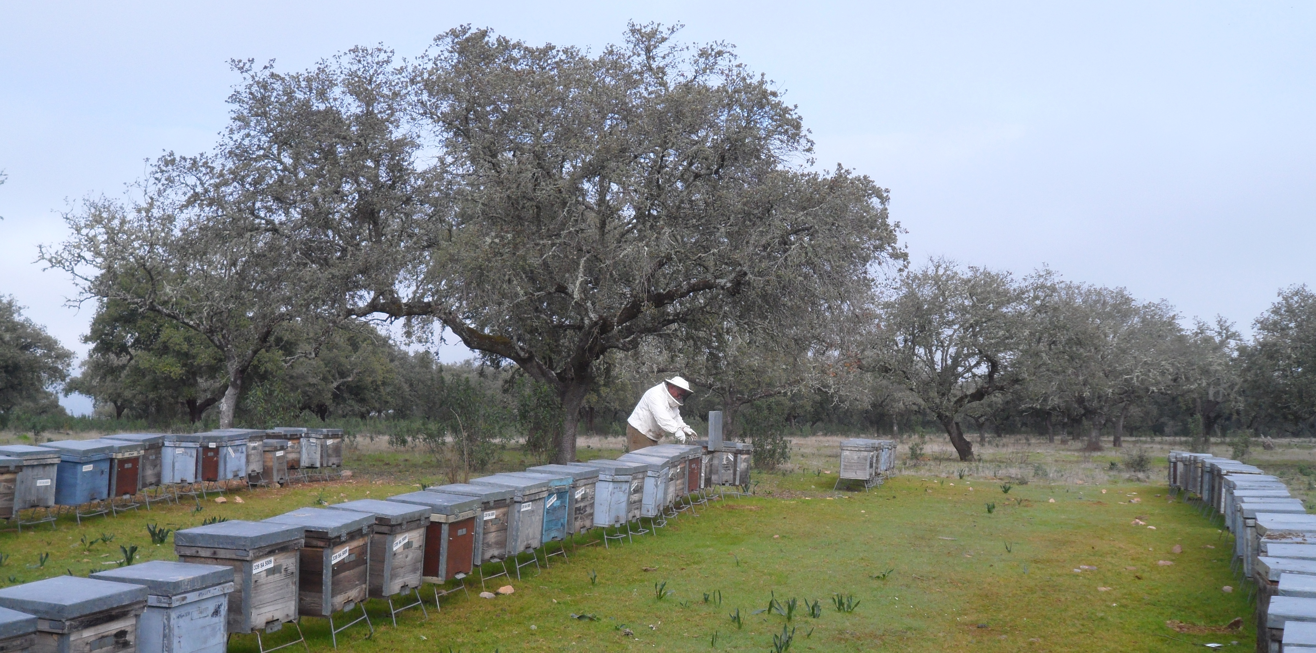 Gourmetbybeites-colmenas-miel-apicultor-ecologico