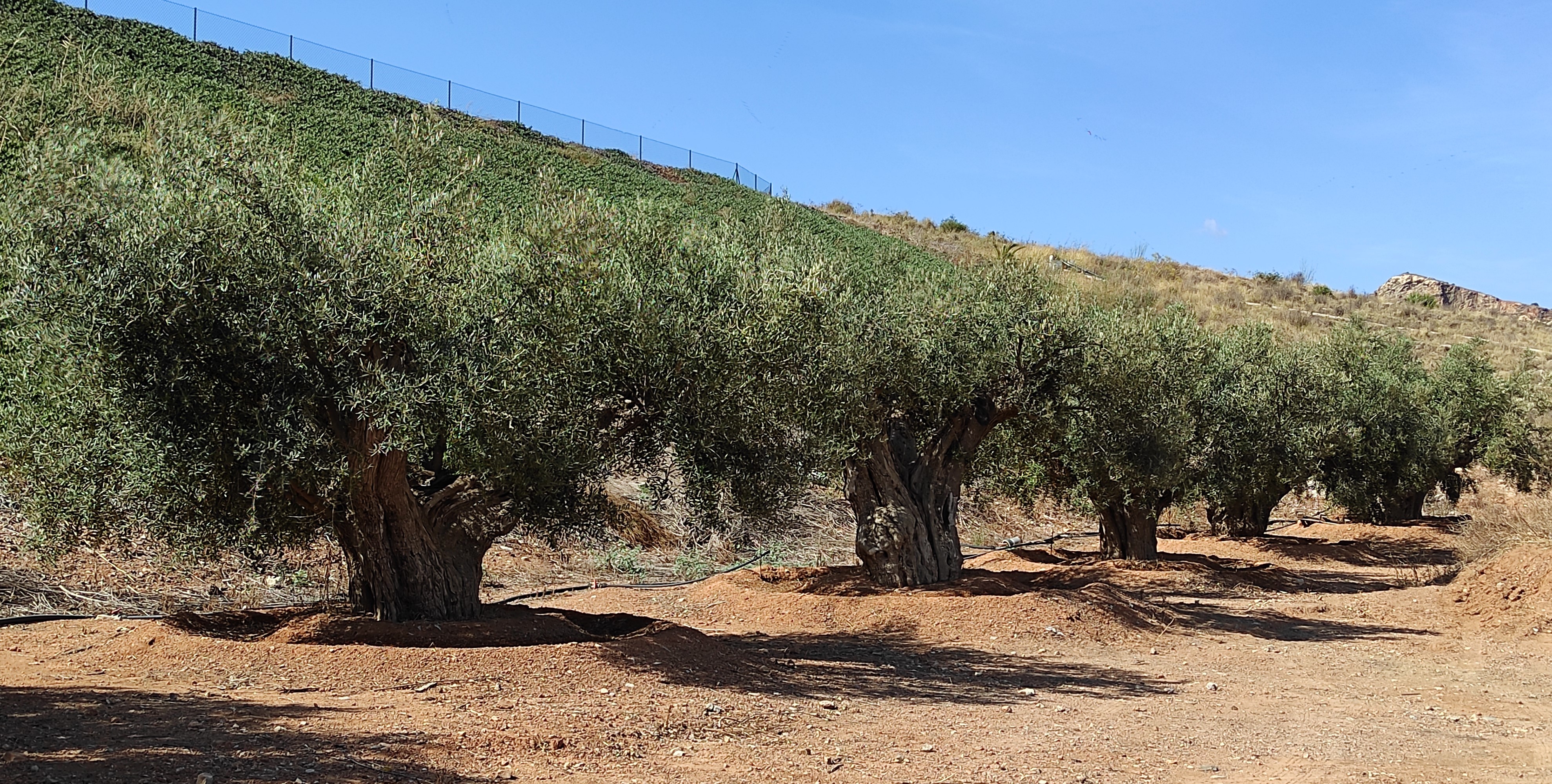 Centenarium by Beites Olivos grupo